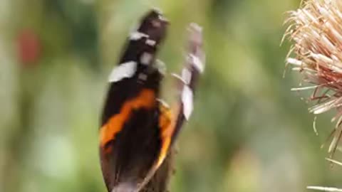 Wild butterfly