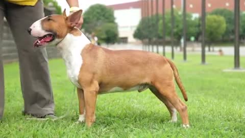 BULL TERRIER FIVE THINGS YOU SHOULD KNOW