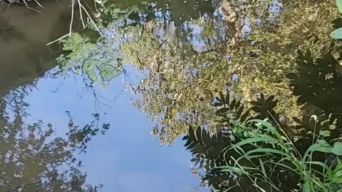 Peking duck swimming in the creek.