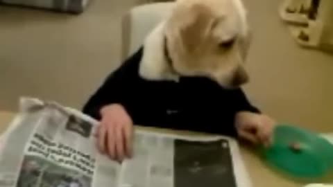 Dog flipping through newspaper