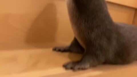 Otter waiting for its owner at the door