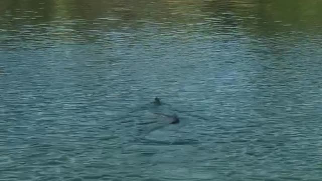 Massive Snake Goes for a Swim