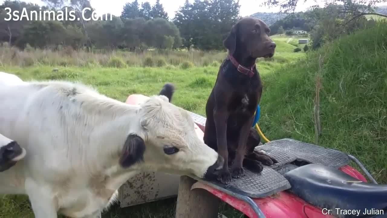 Funny CUTE Dogs and Cows Are Best Friend 🐶🐄 Funny Pets Compilation