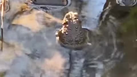 Amazing Things Caught On Camera