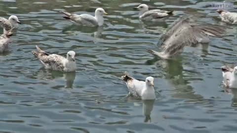 duck-on-a-pond-floating-duck-duck