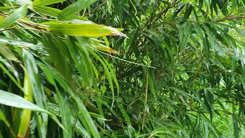 Bamboo forest on a rainy day