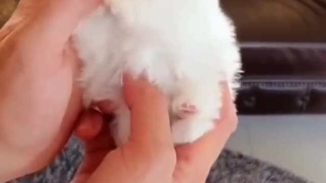 Pet # doggie