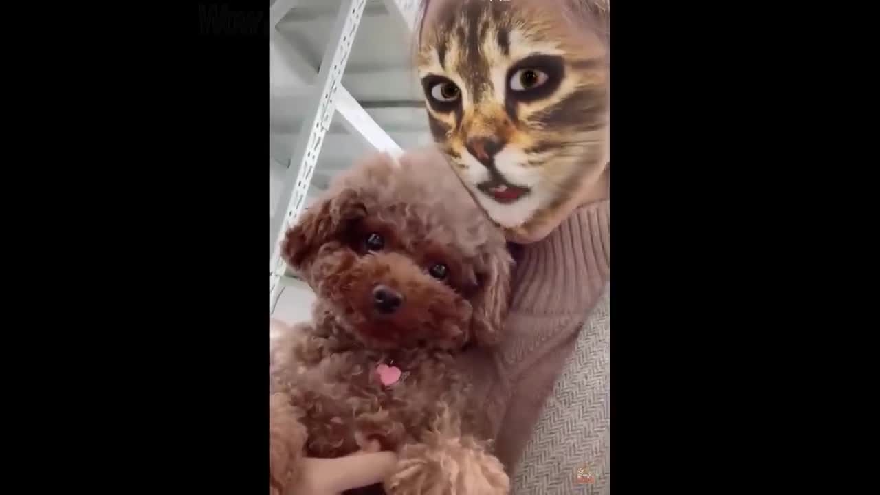 Cat and Dog Reaction to Cat Filter - Funny Cats & Dogs with Cat Filter