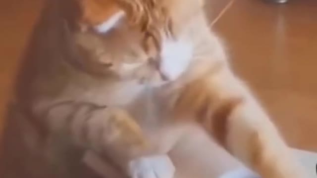 so funny cat video