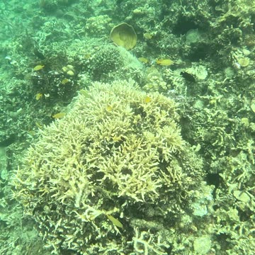 A Snorkeling Adventure Awaits!