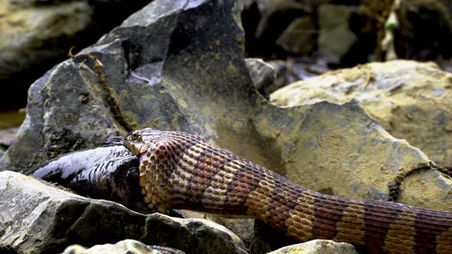 Snake catching big fish