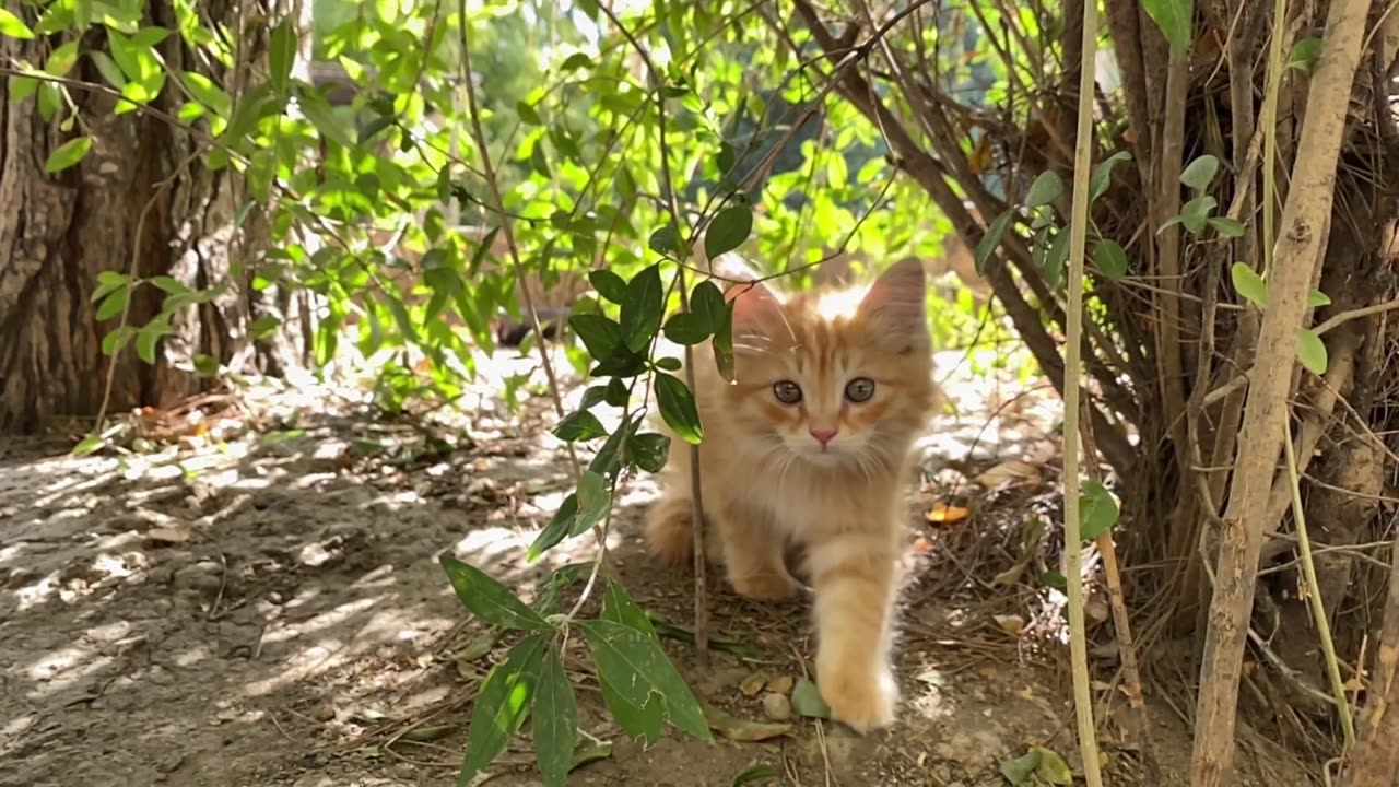 Whisker Mysteries: ASMR Cat Detective Story 🐾 | Soothing Background Melodies for Relaxation Story 1