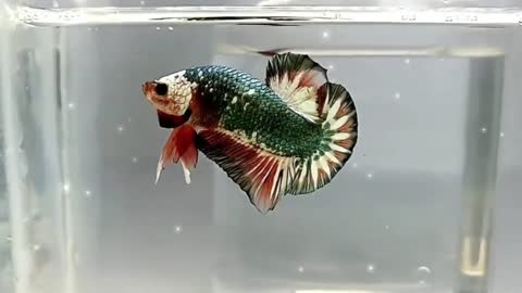 Beautiful ornamental fish, Inspiration for ornamental fish lovers