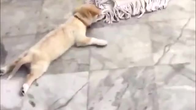 Dog Help Master Mop the Ground