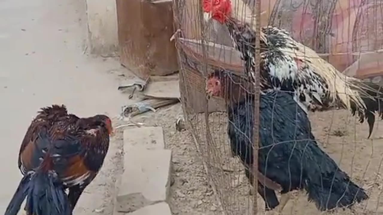 Hen