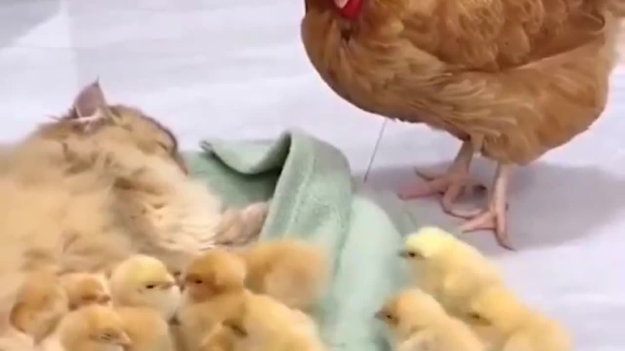 Chicken Just leaving her babies with a babysitter..