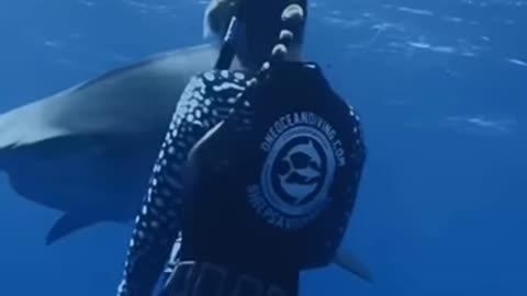 EYE TO EYE WITH A TIGER SHARK