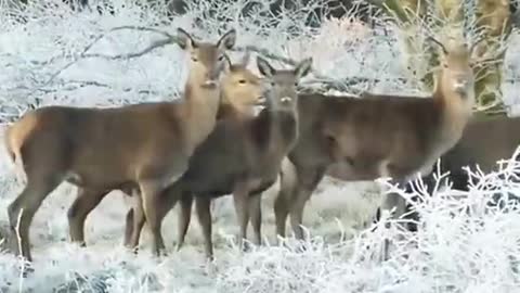 Beautiful Nature With Amezing Wildlife Clips Scenes.