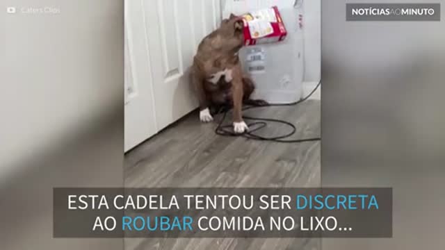 Cadela tenta roubar comida e fica com caixa presa na cabeça