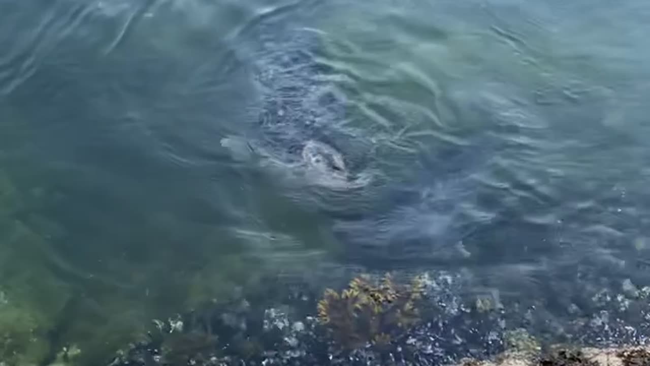 Swimming Seals Say Salutations