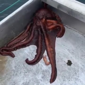🐙 The Great Escape 😮