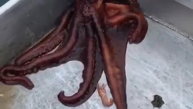 🐙 The Great Escape 😮