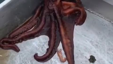 🐙 The Great Escape 😮