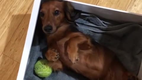 Dog in the box