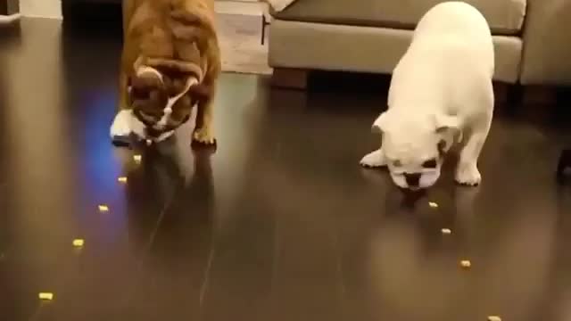 Dogs eating race in funny way 🤣