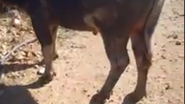 The buffalo has just been sold to the new owner