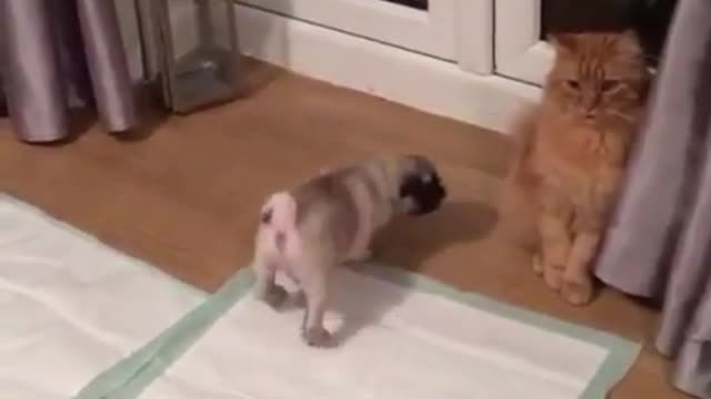 The cat is very helpless, it doesn't want to pay attention to this naughty little pug dog