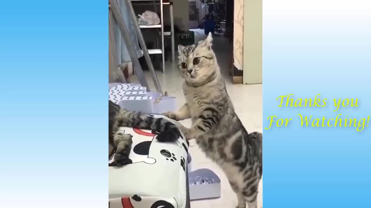 Cute Pets And Funny Animals Compilation #17