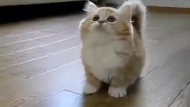 Funny cat video