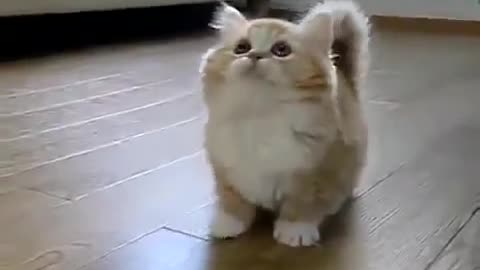 Funny cat video