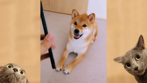 Cute pet listening to their owners.❤️