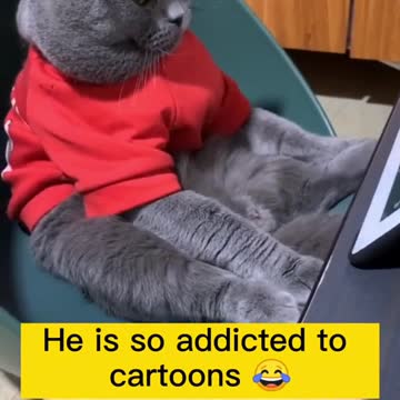 Cats for family funny video of the games cats