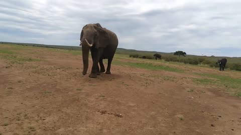 Elephants on the move