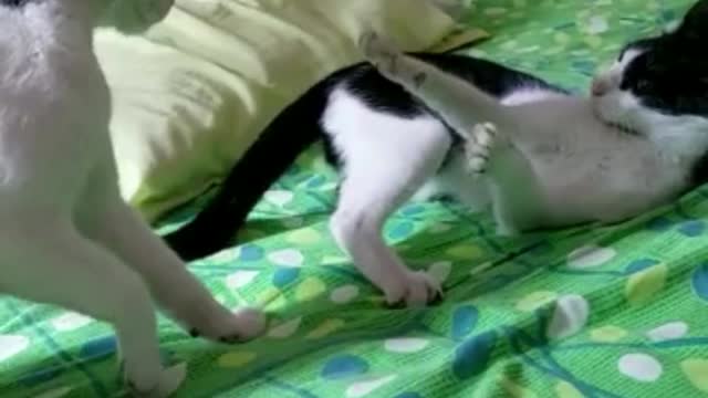 Funny Cats