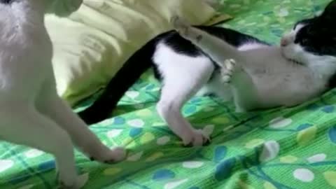 Funny Cats