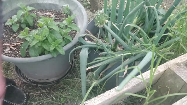 Saving & Drying Onion Seed