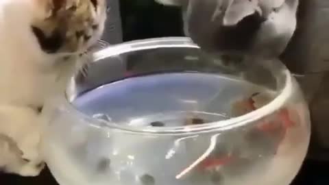 Cute animals/cats funny