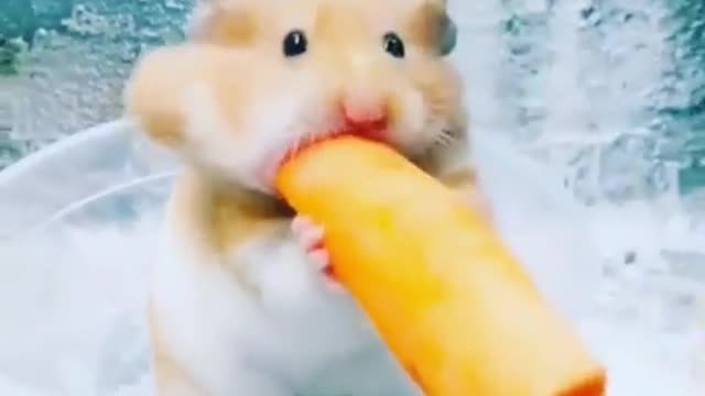When the greedy mouse wants to eat a whole carrot
