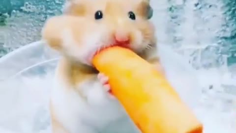 When the greedy mouse wants to eat a whole carrot