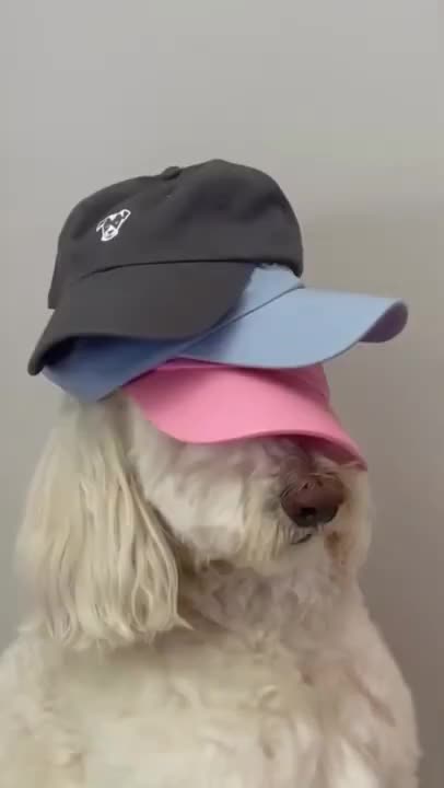 Ultimate Baby Dogs - Cute And Funny Dog Videos Compilation #shorts