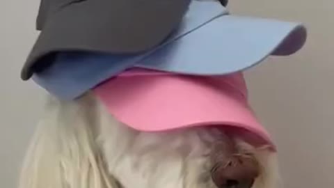 Ultimate Baby Dogs - Cute And Funny Dog Videos Compilation #shorts