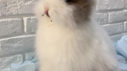 a-young-rabbit-eating-an-indoor-plant