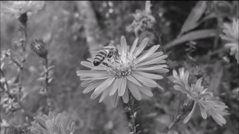 Love of bees and flowers