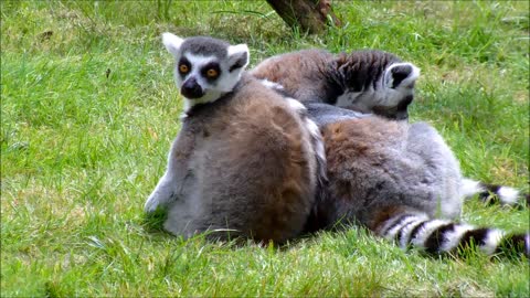 lemurs wiping their tails