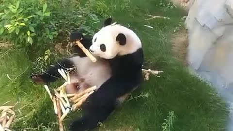 Pandas eat bamboo