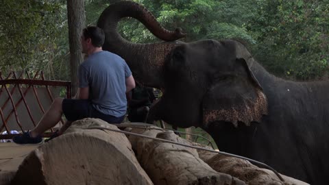 Elephant Peels and Eats a Banana